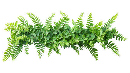 Poster - Green fern fronds creating elegant natural border, transparently layered for botanical graphic design element