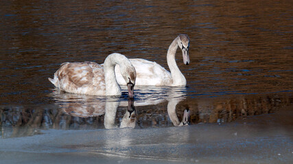 Wall Mural - great white pelican