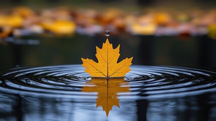 Poster - A single leaf floating gracefully in a tranquil puddle of water, reflecting natures calmness