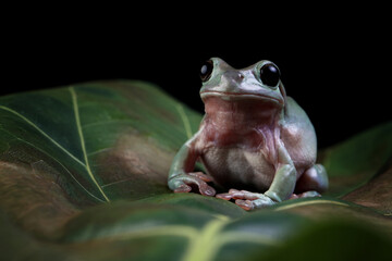 Wall Mural - dumpy frog 