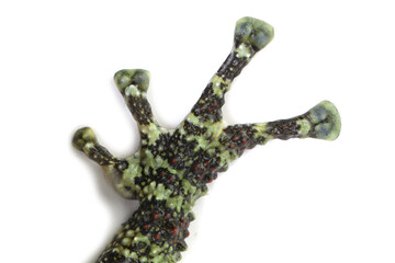 Wall Mural - a fingers theloderma corticale (vietnamese mossy frog) on white background, fingers mossy tree frog 