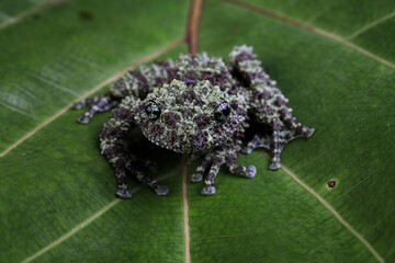 Wall Mural - theloderma corticale (vietnamese mossy frog) on leaves, theloderma corticale (vietnamese mossy frog)