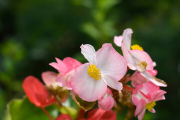 Wall Mural - Begonia Big flowers