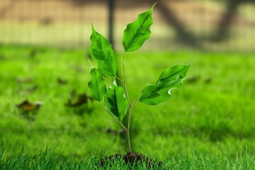 Wall Mural - Young green plant springing out of the soil