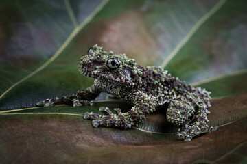 Wall Mural - theloderma corticale (vietnamese mossy frog) on leaves, theloderma corticale (vietnamese mossy frog)
