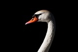 Elegant swan profile against dark backdrop, highlighting gracefu