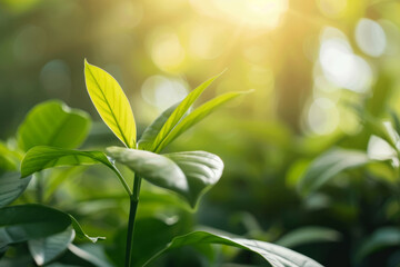 Wall Mural - a sunlit jungle landscape, emphasizing potential of carbon capture in sustaining lush plant life the