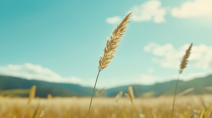 Wall Mural - Golden Meadow Grass Under Bright Blue Sky with Soft White Clouds