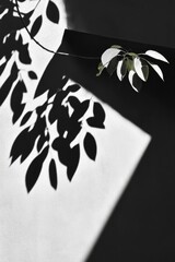 Poster - Modern Monochrome Aesthetic Light and Shadow Play on Minimalist Textured Surface - Artistic Content for Contemporary Design and Visual Storytelling in Creative Industries