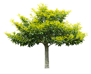 Wall Mural - tree on transparent background, realistic tree with green leaf stand alone isolate and beautiful lig
