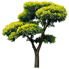 Wall Mural - tree on transparent background, realistic tree with green leaf stand alone isolate and beautiful lig