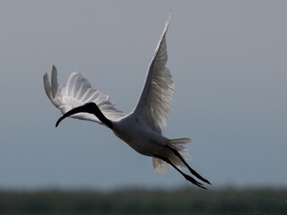 The beauty of avian flight in a natural setting.