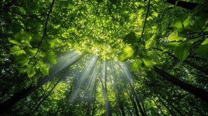Poster - A forest with sunlight shining through the trees