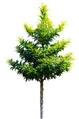 Wall Mural - tree on transparent background, realistic tree with green leaf stand alone isolate and beautiful lig