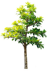 Wall Mural - tree on transparent background, realistic tree with green leaf stand alone isolate and beautiful lig