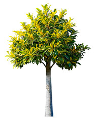 Wall Mural - tree on transparent background, realistic tree with green leaf stand alone isolate and beautiful lig