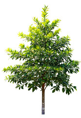 Wall Mural - tree on transparent background, realistic tree with green leaf stand alone isolate and beautiful lig