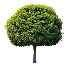Wall Mural - tree on transparent background, realistic tree with green leaf stand alone isolate and beautiful lig