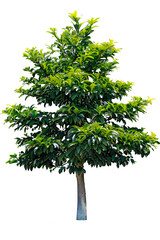 Wall Mural - tree on transparent background, realistic tree with green leaf stand alone isolate and beautiful lig