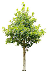 Wall Mural - tree on transparent background, realistic tree with green leaf stand alone isolate and beautiful lig