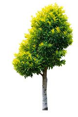 Wall Mural - tree on transparent background, realistic tree with green leaf stand alone isolate and beautiful lig