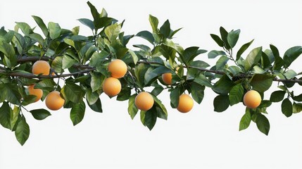 Poster - an orange tree branch with bright green leaves and fresh oranges. 