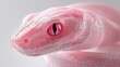 © Arc std. - Close-up of a pink snake's head and eye.