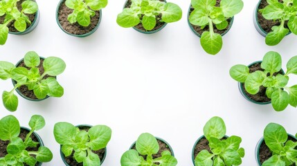 Wall Mural - Vibrant green lettuce plants in pots arranged in a circular pattern on a clean white surface