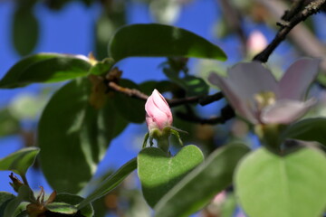 Wall Mural - Quince blossoms.