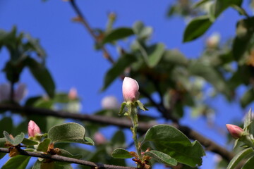 Wall Mural - Quince blossoms.