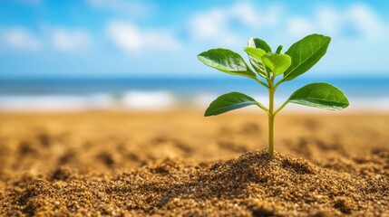 Poster - A resilient small plant emerges from the sandy beach, showcasing nature's ability to thrive in challenging environments.