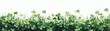 © Nav_ender - Clovers with vibrant green leaves, white isolated background