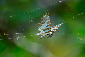 A delicate butterfly struggles, trapped in a spider’s web, its wings partially entangled in the silky threads. The intricate web glistens in the light against a soft, blurred natural background.