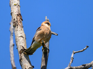 a female red footed sitting in a tree