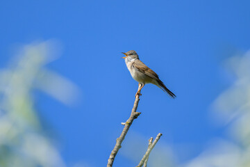 Poster - A Common Whitethroat sitting on a top of a tree