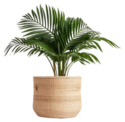 Sticker - PNG  Lush indoor palm plant decor