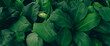 © eakarat - Green leaves background. Green leaves color tone dark in the morning.