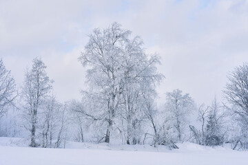 Wall Mural - Hoarfrost along Kronborgsetergrenda of rural Toten, Norway, in February 2025.