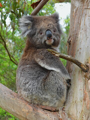 Wall Mural - Cute koala bear icon of Australian continent