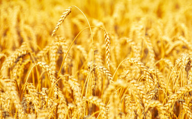 Wall Mural - Fields of wheat at the end of summer fully ripe