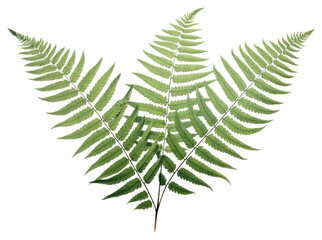 Wall Mural - PNG Fern plant leaf white background.