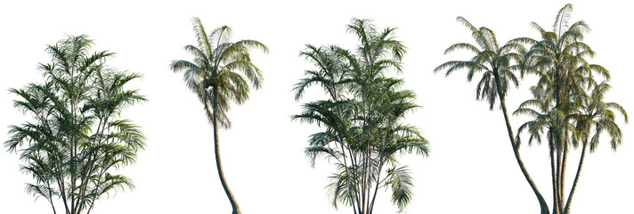 Wall Mural - set of chamaedorea radicalis and cocos nucifera frontal isolated png on a transparent background per