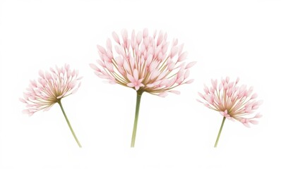 Canvas Print - Delicate pink flowers in bloom