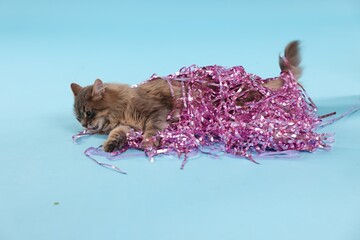 Wall Mural - Cute cat with pink Christmas tinsel on light blue background