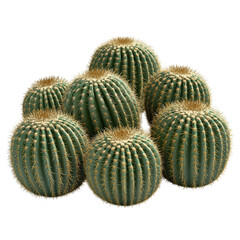 Wall Mural - A cluster of round golden barrel cacti with prominent spines and ribbed surfaces, isolated on a transparent background.