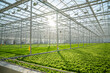 © DimaBerlin - Lettuce in modern greenhouse with automated irrigation, climate control. Precise watering, humidity maintenance for optimal crop health, efficient agriculture technology, sustainable farming