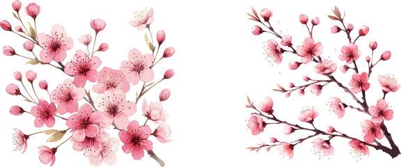 cherry blossom flowers. realistic sakura blossom branch .pink petals of japanese sakura .hanami elem