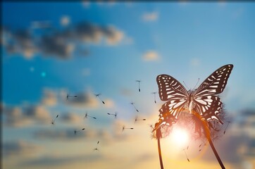 Canvas Print - Natural bright butterfly and dandelion with Seeds