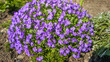 © Eleni Saitanidi - Pink and blue Aubrieta deltoidea species of flowering plant in the mustard family. Common names include lilacbush, purple rock cress and rainbow rock cress, flower in the garden and landshaft design