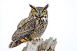 © kossovskiy - Great horned owl perched on a tree stump isolated on white